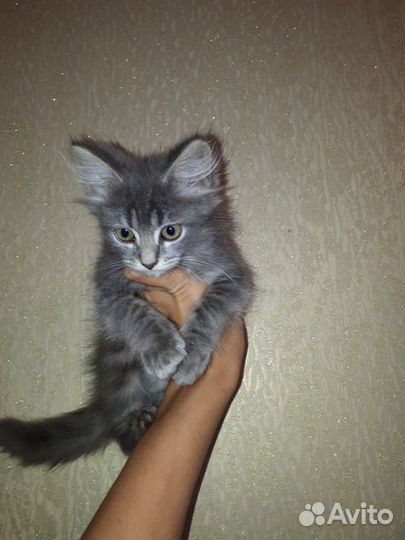 Котята 2мес с доставкой