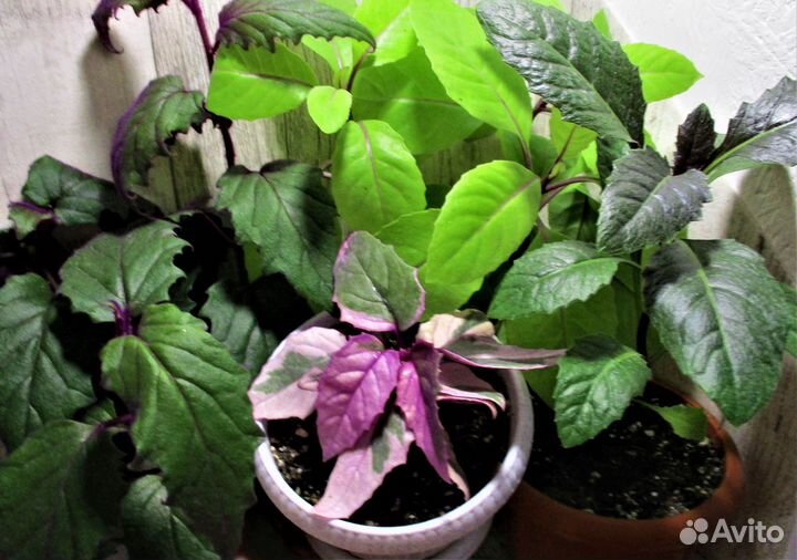 Декоративно-лиственные, экзотические, редкие цветы