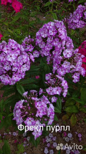 Флоксы многолетние сортовые