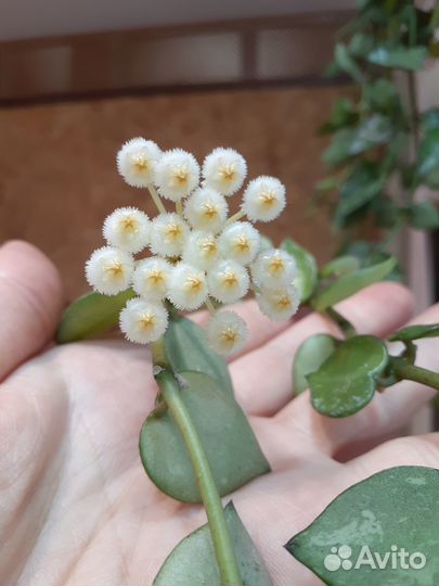 Хойя Krohniana Splash