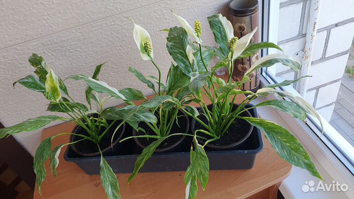 Спатифиллум вариегатный (комнатное растение)