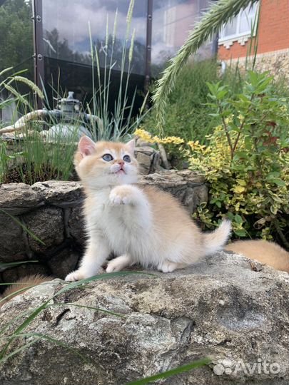 Британская золотая короткошерстная кошка