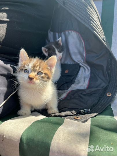 Ищем добрые руки