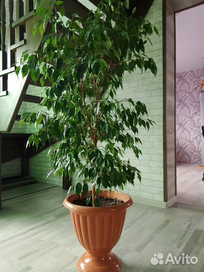 Продам цветы комнатные