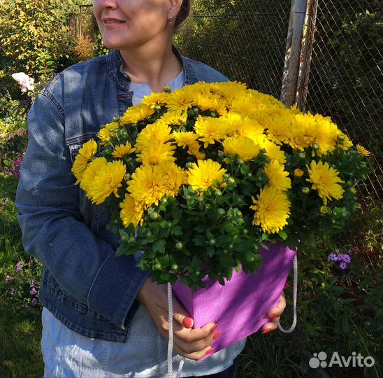 Букет Хризантема в горшке в подарочной упаковке