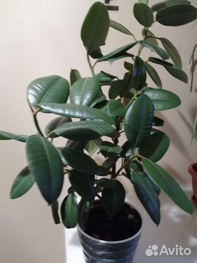 Фикус эластика робуста