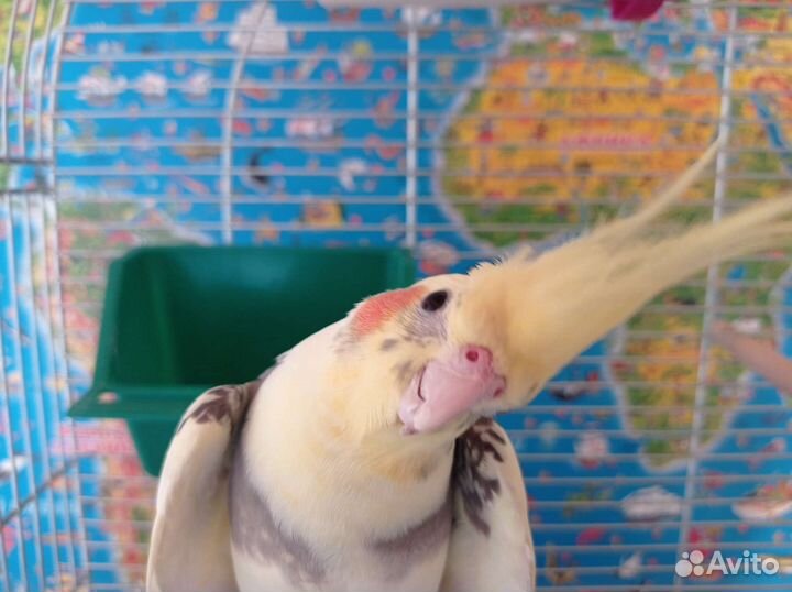 Зоогостиница/Передержка Пушкин, Шушары, Славянка