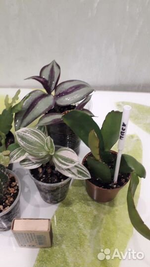 Комнатные растения, 5 шт