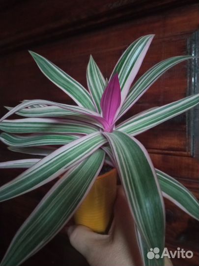 Комнатные цветы