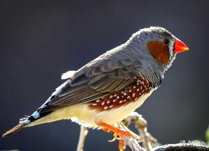 Зебровая Амадина