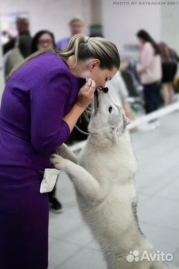 Занятие по хендлингу
