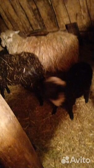 Овцы бараны