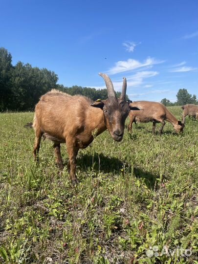 Коза дойная