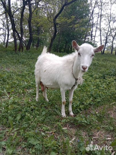 Зааненская коза