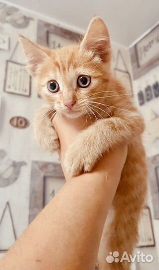 Рыжие котята