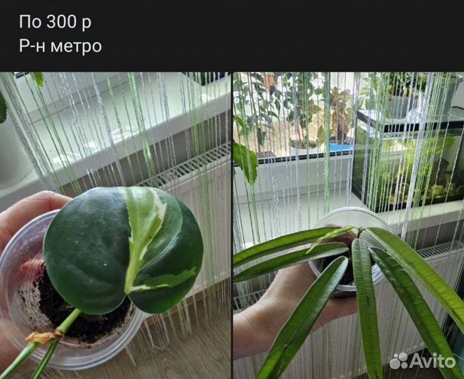 Комнатные растения