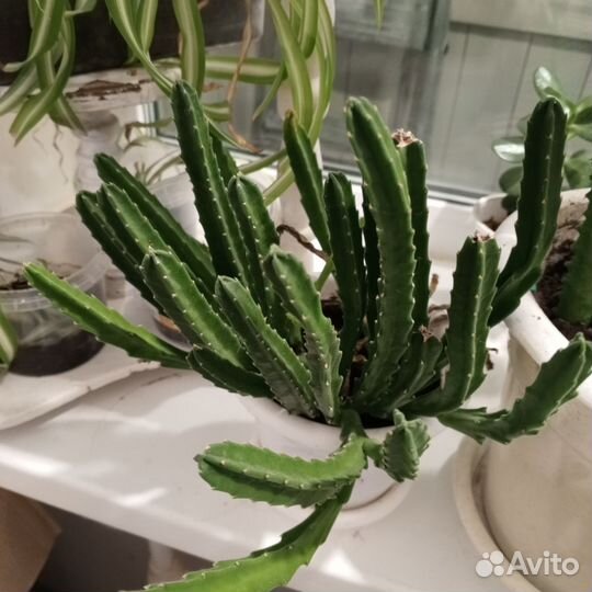 Комнатные цветы