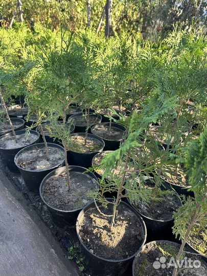 Саженцы Туи Брабант