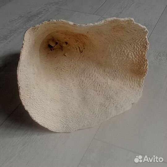 Коралл Монтипора