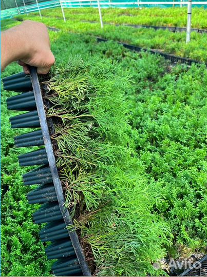 Саженцы туи, туя смарагд