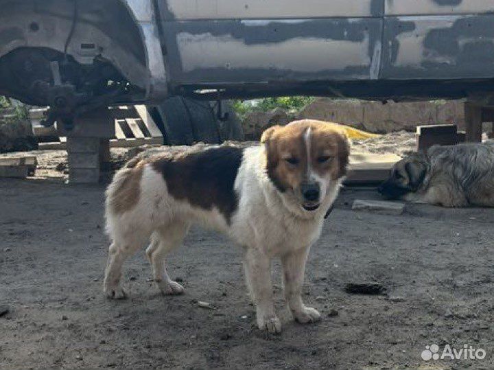 Собака в добрые руки