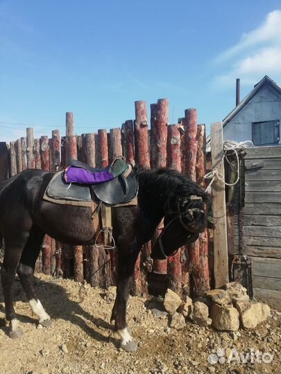 Продам лошадь