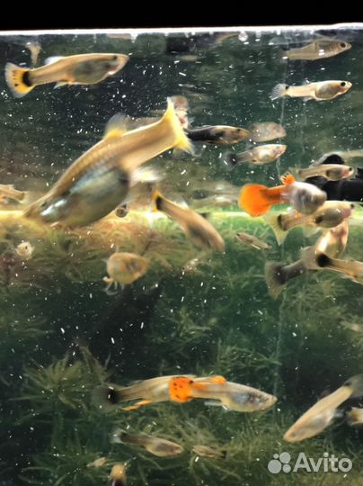 Аквариумные рыбки