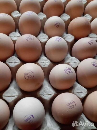 Инкубационное яйцо бройлера кобб 500/ росс 308