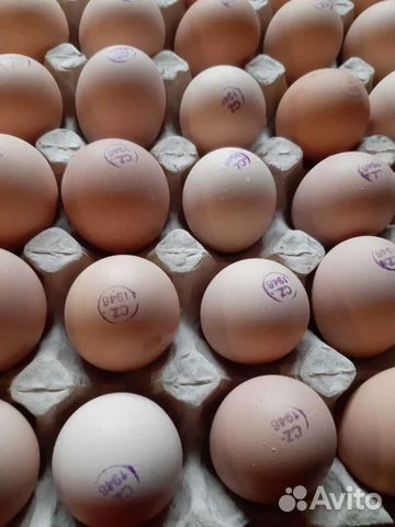 Инкубационное яйцо бройлера кобб 500/ росс 308