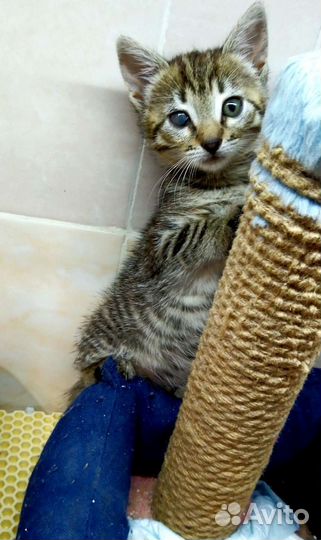 Котенок полосатик девочка