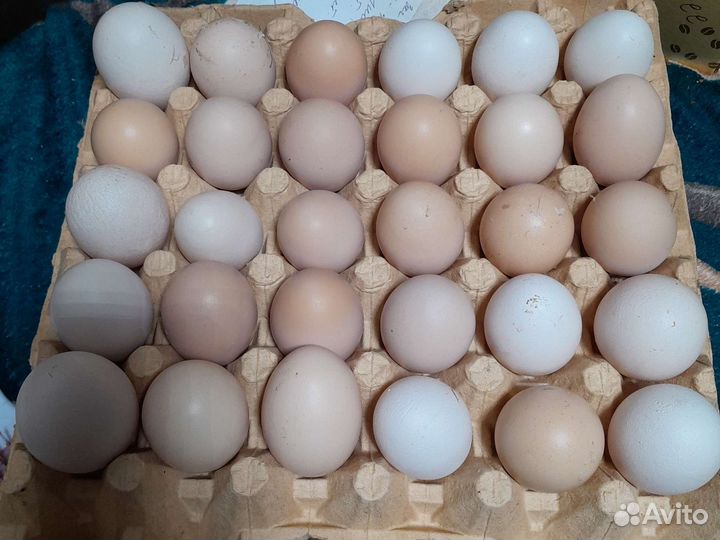 Домашние куриные яйца