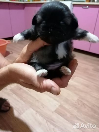 Щенки пекинеса