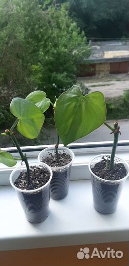 Комнатные растения