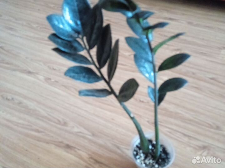 Очень Чёрный Ворон