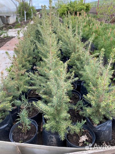 Деревья (сосна, ель, туя, можжевельник) продажа