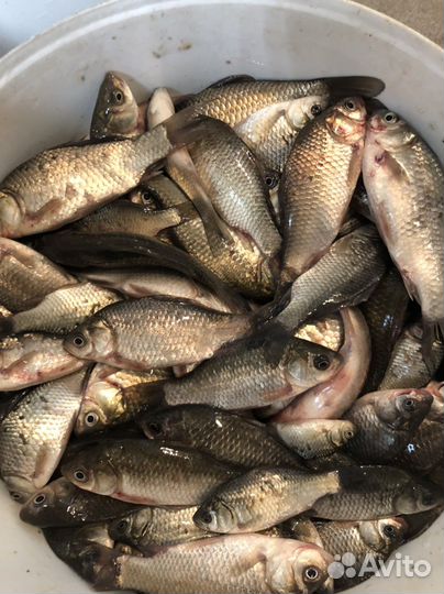 Карась - живец. Для рыбалки и зарыбления