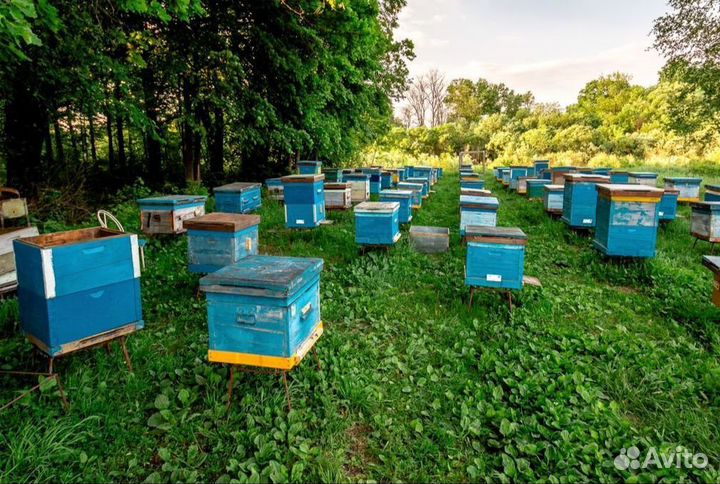 Натуральный мёд донниковый Качка 2023 г Опт