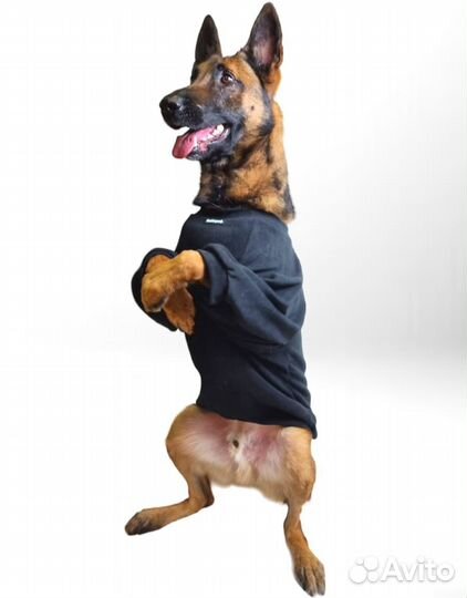 Толстовка для собак. Размер 60