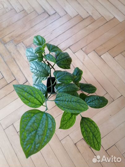 Клеродендрум