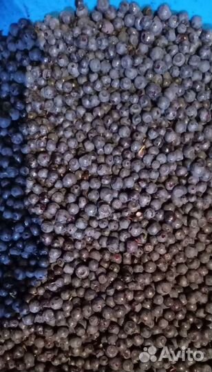 Черника свежая чищенная с доставкой