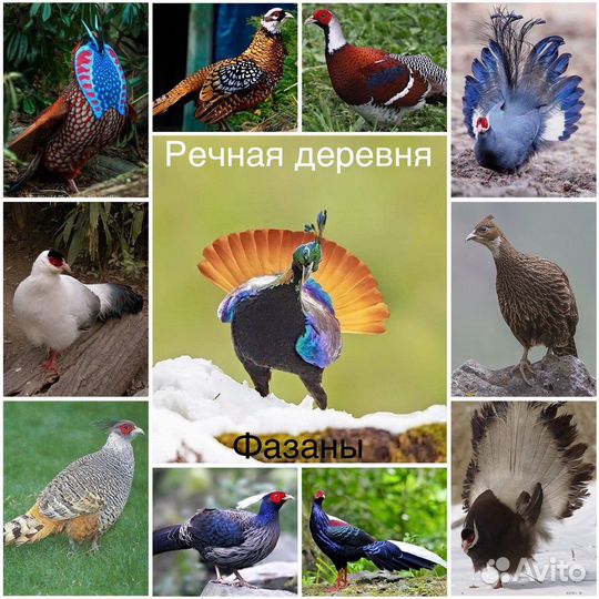 Фазаны разных видов