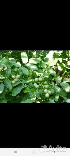 Грецкий орех саженцы