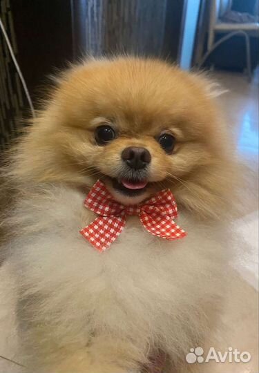 Померанский шпиц вязка кобель