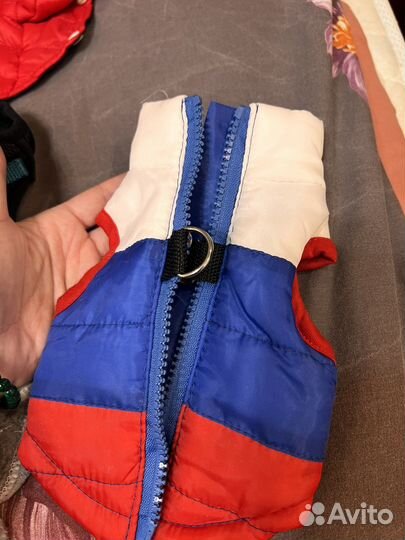 Одежда для собак (чихуахуа )