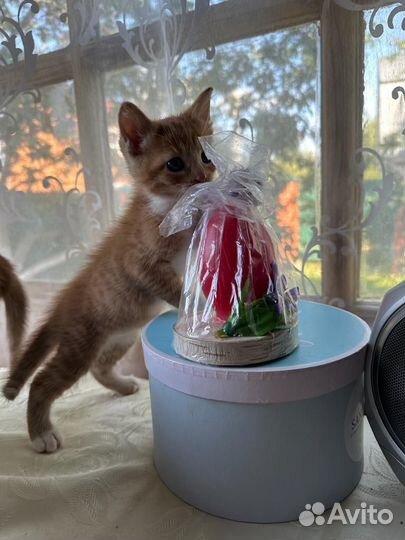 Котята рыжие бесплатно