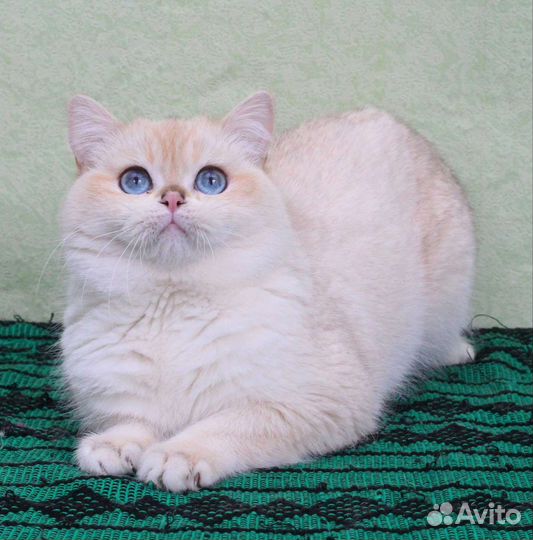 Золотой колор поинт кот