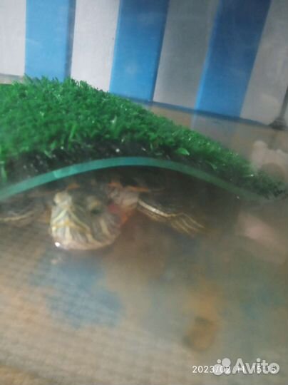 Красноухая черепаха с аквариумом