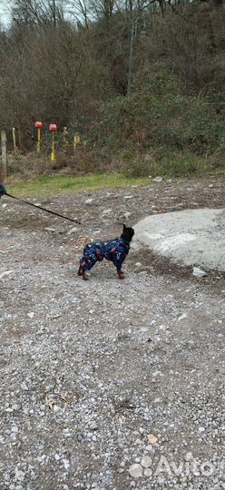 Дрессировка собак