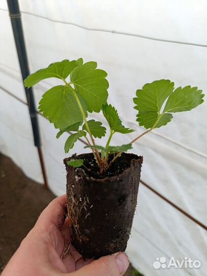 Рассада клубники Купчиха