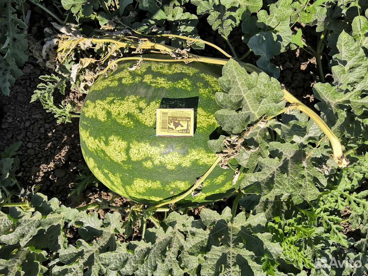 Арбуз барака